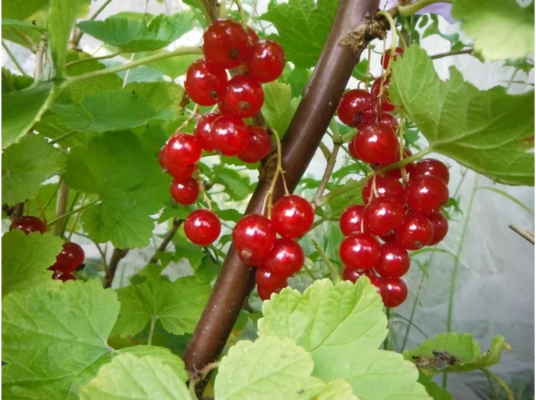 Ribes rosso