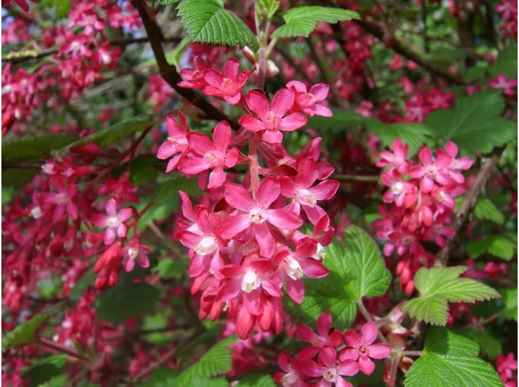 Fiori ribes