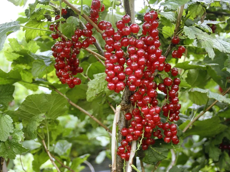 Ribes pianta