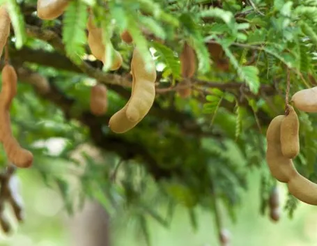 Frutti Tamarindo