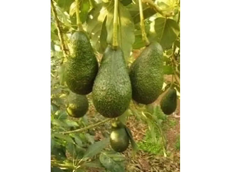 Frutti di avocado