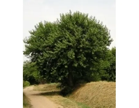 Esemplare isolato di Gelso
