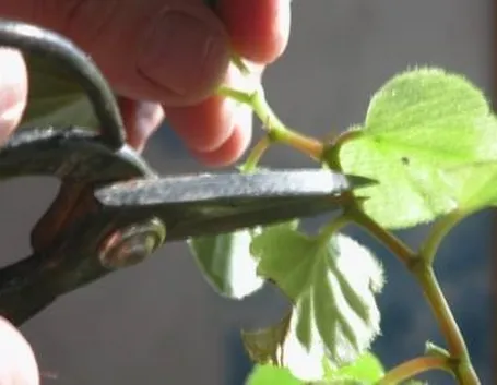 forbici giardinaggio