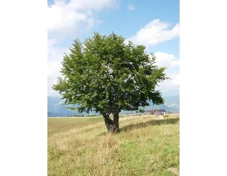 albero-1