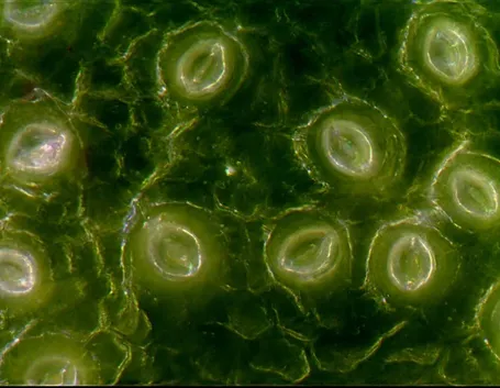 Particolare di foglia con stomi