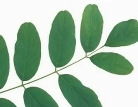 foglia composta imparipennata