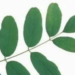 foglia composta imparipennata