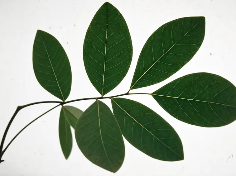 foglia composta imparipennata