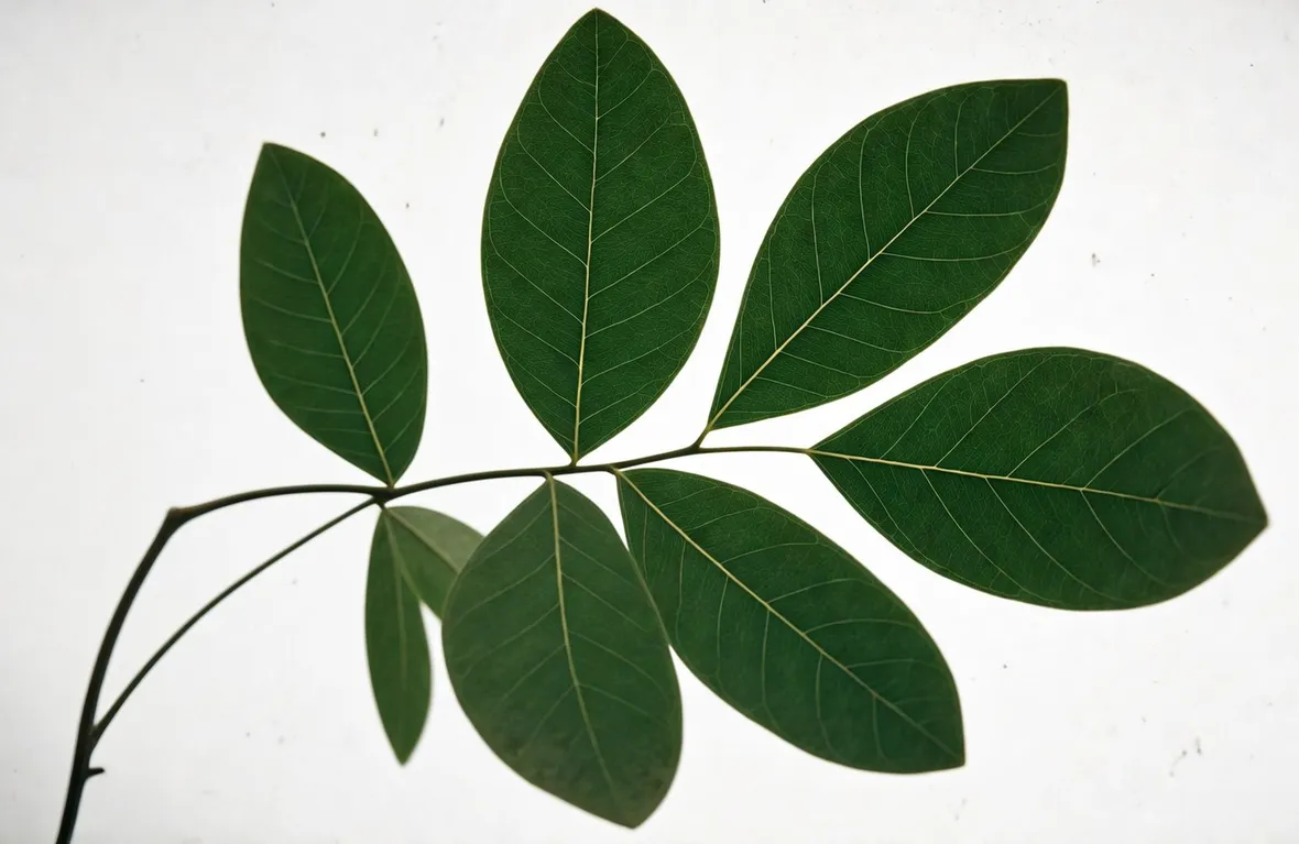foglia composta imparipennata