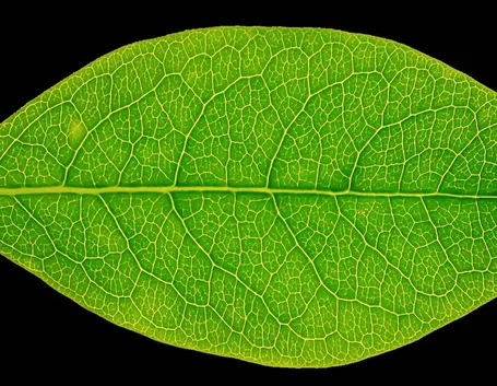 Foglia di forma ellittica