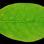 Foglia di forma ellittica