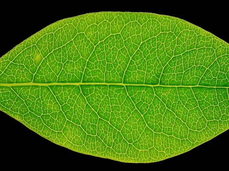 Foglia di forma ellittica