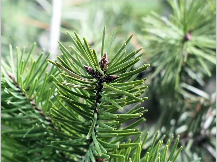 Foglie aghiformi di abete