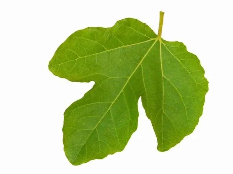 Foglia trilobata di fico