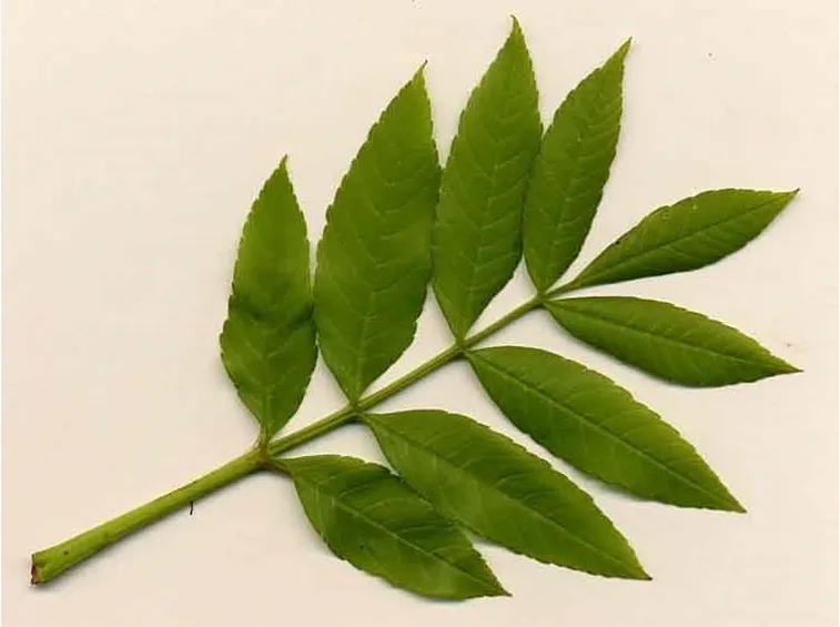 Foglia composta imparipennata