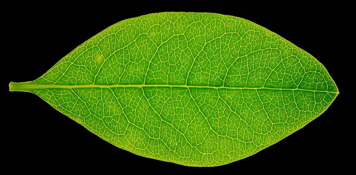 Foglia di forma ellittica