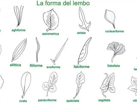 Tabella forma lembo