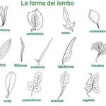 Tabella forma lembo