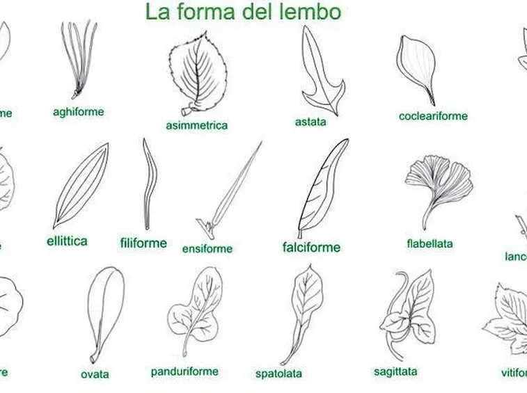 Tabella forma lembo
