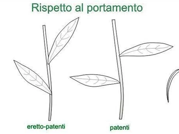 Tabella portamento foglie