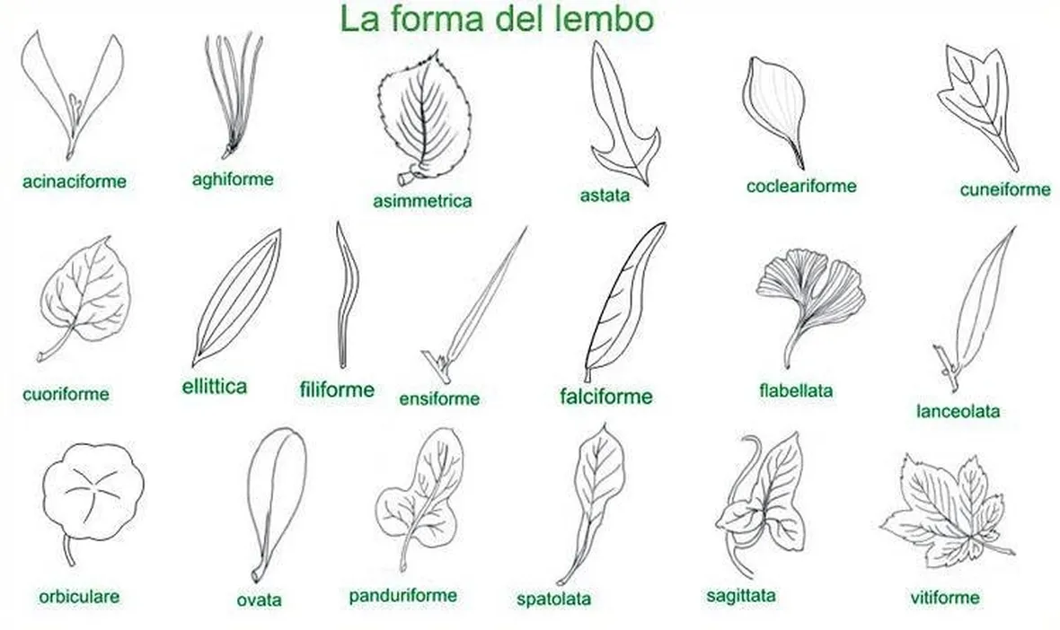 Tabella forma lembo