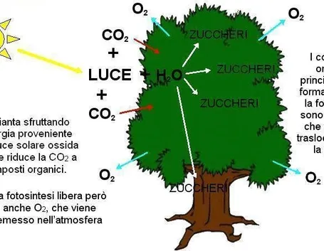 Formula generale della fotosintesi clorofilliana