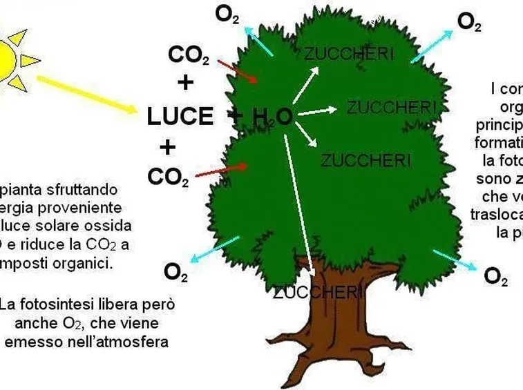 Formula generale della fotosintesi clorofilliana