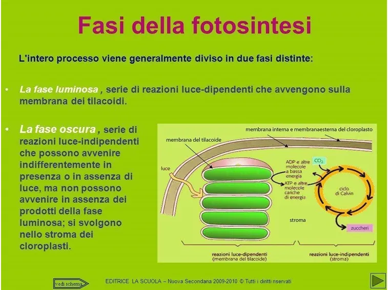 Fasi della fotosintesi clorofilliana