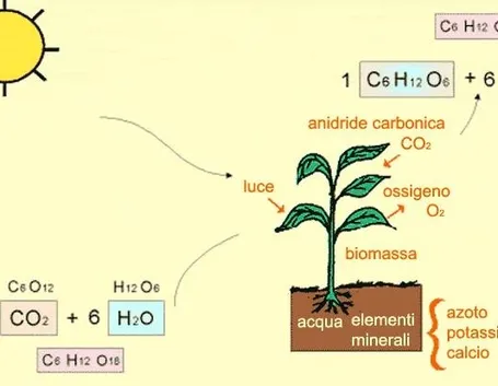 Formula della fotosintesi clorofiliana