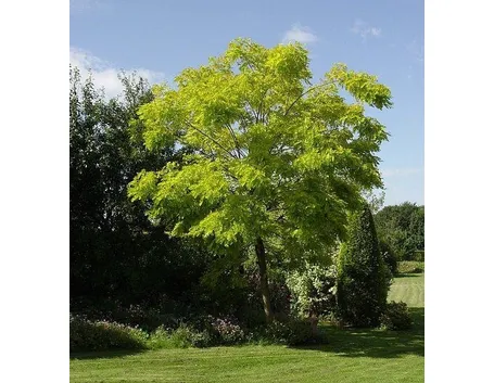 Una pianta latifoglia: la robinia