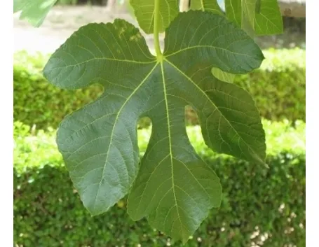 foglia palmata crenata
