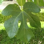 foglia palmata crenata