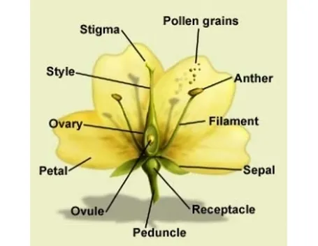 morfologia fiore