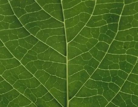 dettaglio nervatura foglia