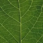 dettaglio nervatura foglia