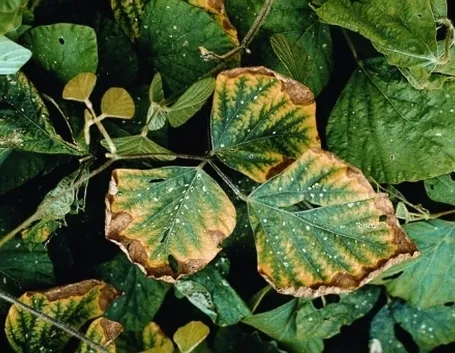 carenza di potassio