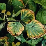 carenza di potassio