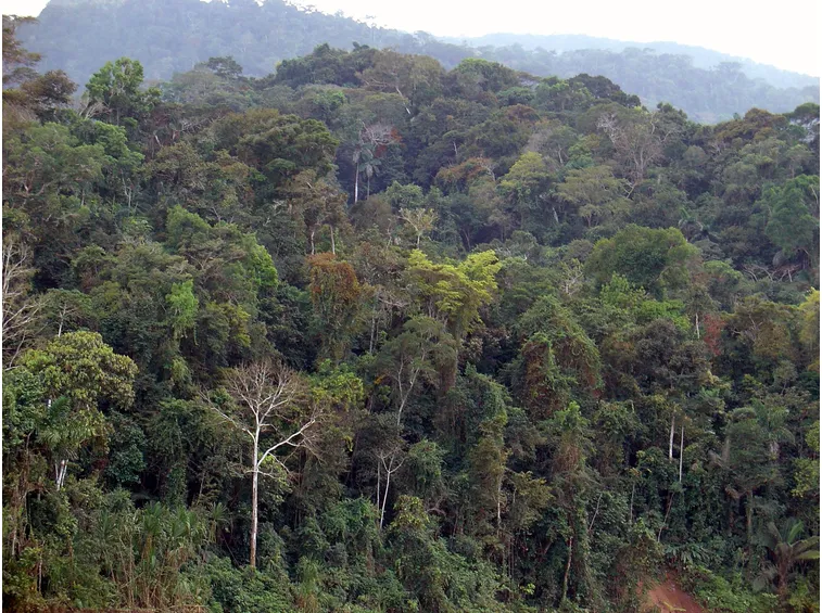 Foresta pluviale amazzonica