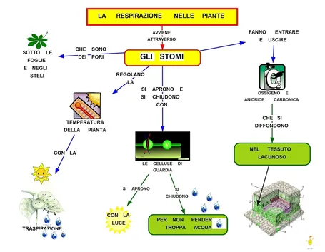 La respirazione delle piante