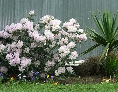 fiori in giardino