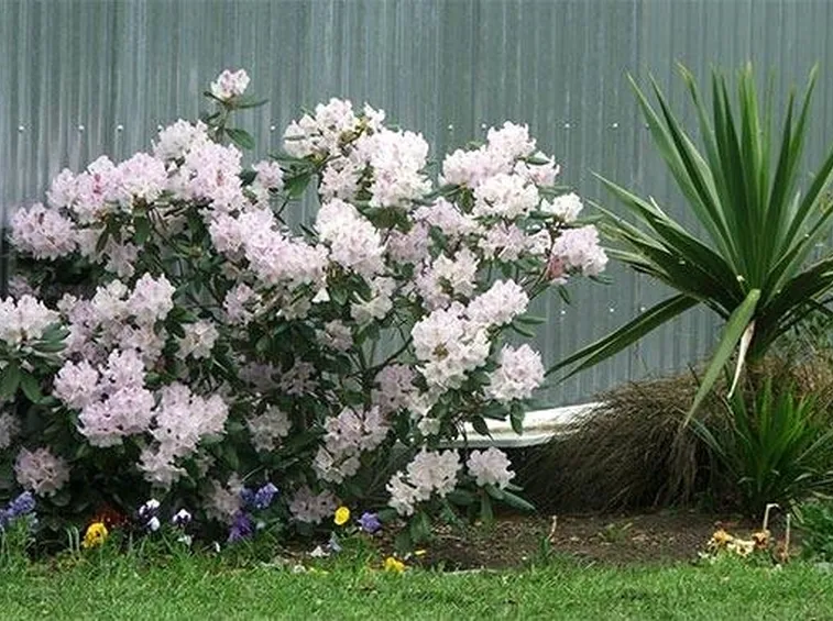 fiori in giardino