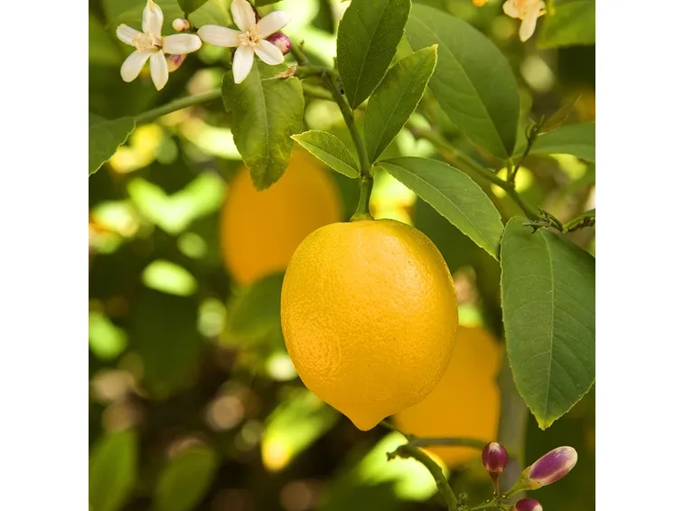 piante di limoni