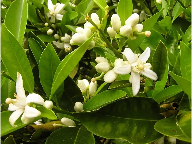 fiori di piante di agrumi