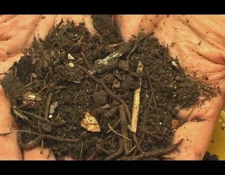 terreno vivo e florido