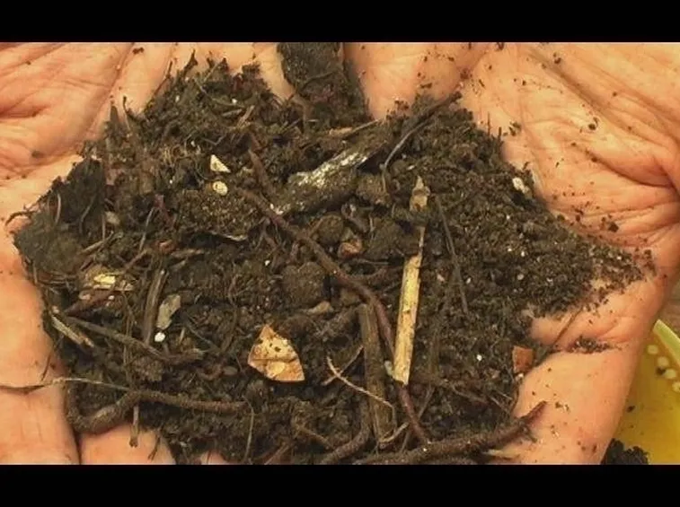 terreno vivo e florido