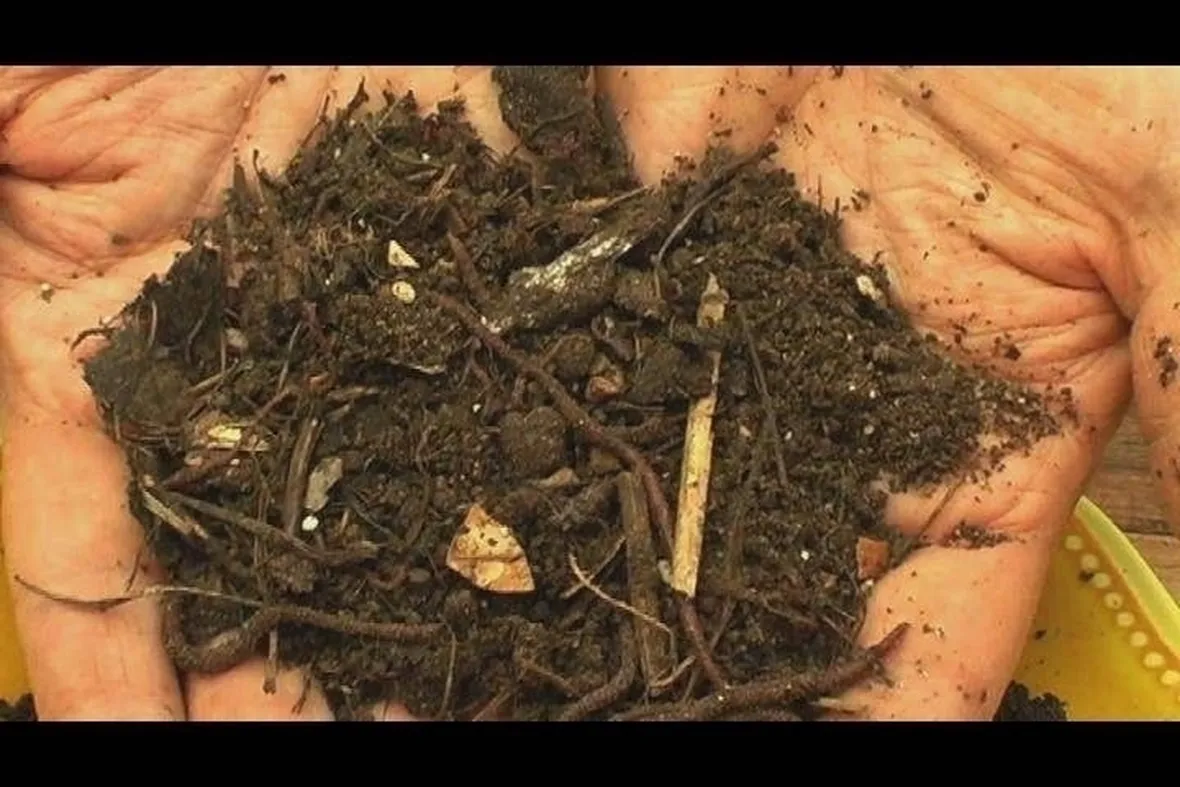 terreno vivo e florido