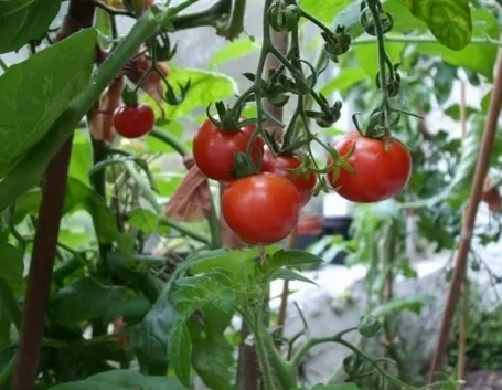 pomodori in orto