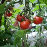 pomodori in orto