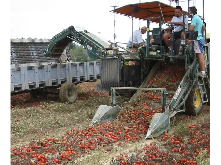 concimazione industriale pomodori