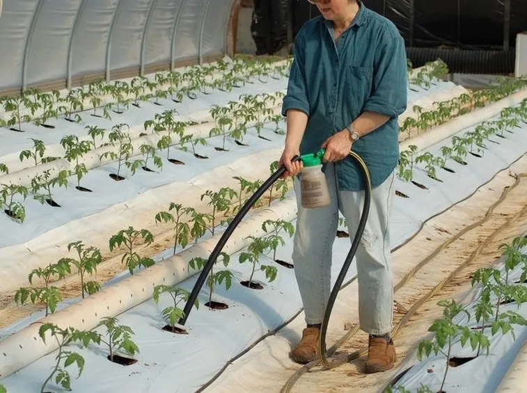 concimazione pomodoro campi